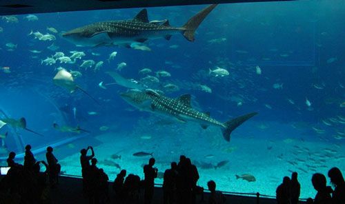 Aquario-Okinawa2