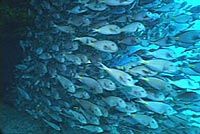 Ilha-Sal-Gabriel-Ganme2