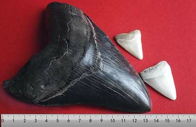 Tubarao-Megalodonte-Dente