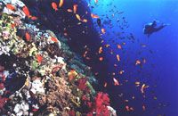 Free-The-Brothers-Islands1