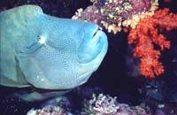 Free-The-Brothers-Islands2