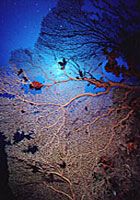 Free-The-Brothers-Islands3