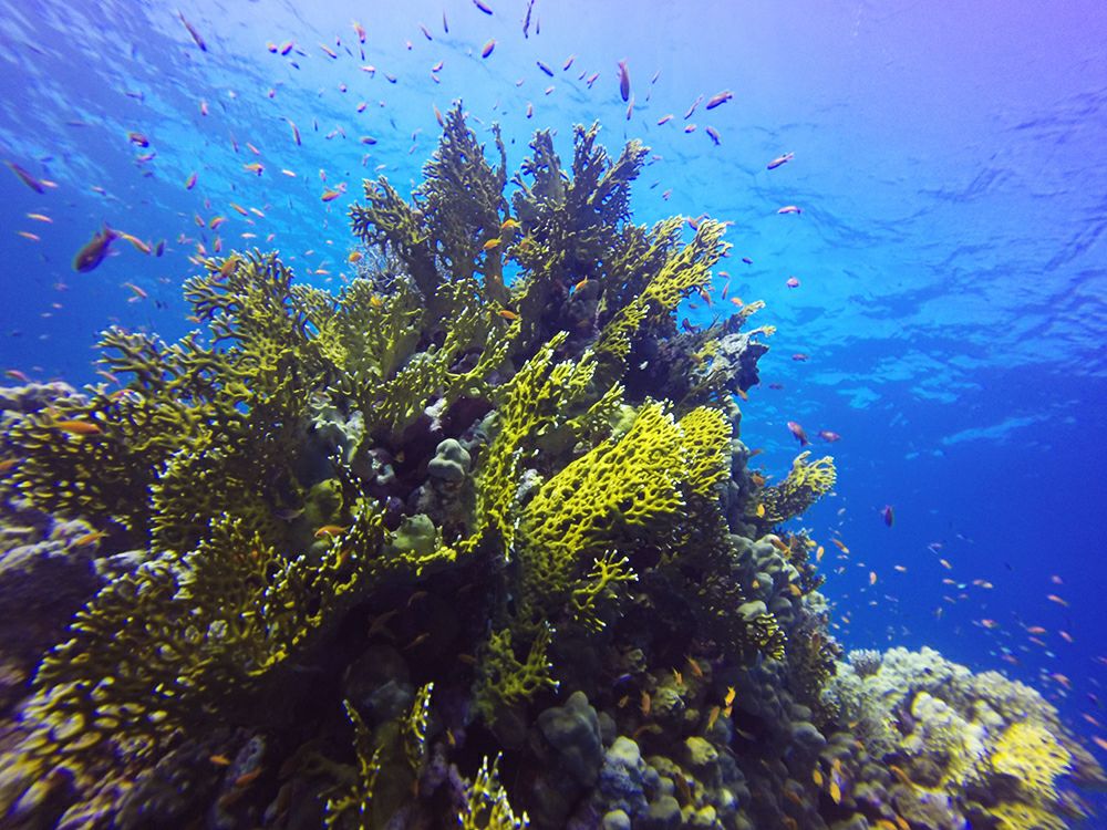 Foto: Allane Milliane