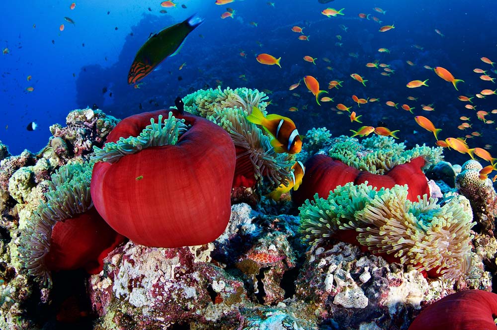 Diving in the Sudanese Red Sea